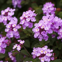Purple Lantana 6 Purple Lantana -Perennials Shop Purple Lantana 6 FGT