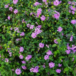 Purple Lantana 7 Purple Lantana -Perennials Shop Purple Lantana 7 FGT
