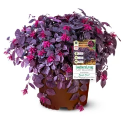 Purple Pixie® Dwarf Weeping Loropetalum 10 Purple Pixie® Dwarf Weeping Loropetalum -Perennials Shop Purple Pixoe Loropetalum 3
