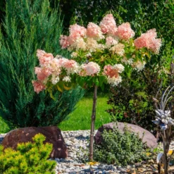 Quick Fire® Hydrangea Tree 7 Quick Fire® Hydrangea Tree -Perennials Shop QyuickFire Hydrangea 1