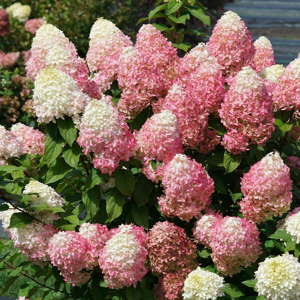 Quick Fire® Hydrangea Tree 2 Quick Fire® Hydrangea Tree - Image 2