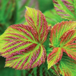 Bushel And Berry® Raspberry Shortcake® Bush -Perennials Shop Raspberry Shortcake 4