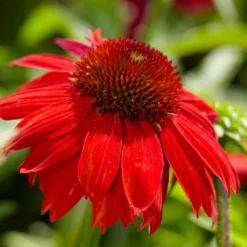 Sombrero® Salsa Red Coneflower 8 Sombrero® Salsa Red Coneflower -Perennials Shop Red Salsa Coneflower 4