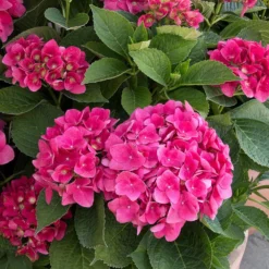 Red N' Pretty® Hydrangea Shrub -Perennials Shop Red and Pretty Hydrangea 2