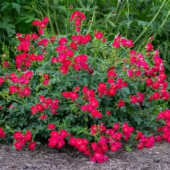 Red Drift® Rose 5 Red Drift® Rose -Perennials Shop Red Drift Rose 1