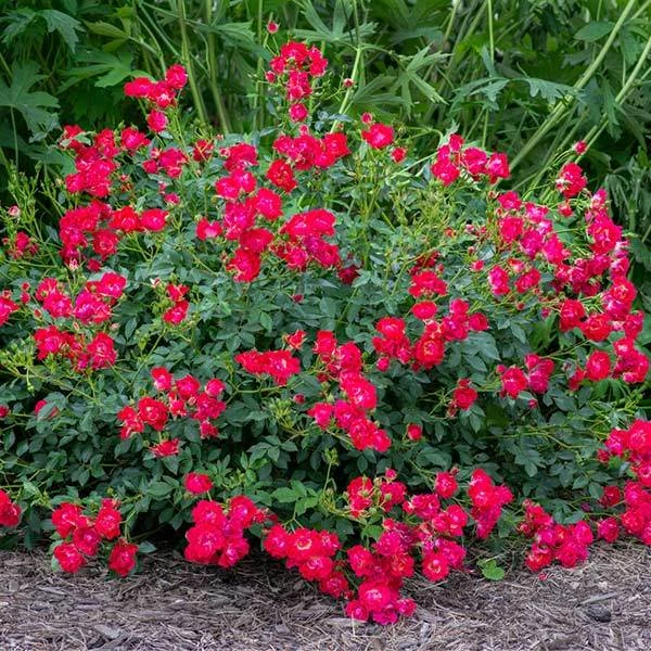 Red Drift® Rose 1 Red Drift® Rose