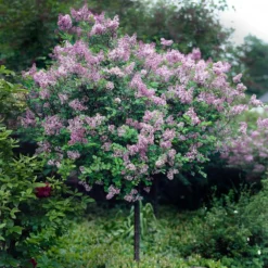 Red Pixie Lilac Tree 7 Red Pixie Lilac Tree -Perennials Shop Red Pixie Lilac Tree 2