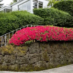 Red Ruffles Azalea Shrub 6 Red Ruffles Azalea Shrub -Perennials Shop Red Ruffles Azalea 7