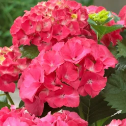 Red Sensation Hydrangea 5 Red Sensation Hydrangea -Perennials Shop Red Sensation Hydrangea 1 FGT