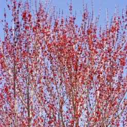 Red Sunset® Maple Tree -Perennials Shop Red Sunset Maple 3