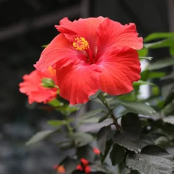 Red Tropical Hibiscus Tree 8 Red Tropical Hibiscus Tree -Perennials Shop Red Tropical Hibiscus Tree 3 FGT