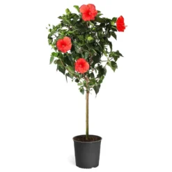 Red Tropical Hibiscus Tree 11 Red Tropical Hibiscus Tree -Perennials Shop Red Tropical Hibiscus Tree 5