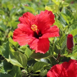 Red Tropical Hibiscus Tree 10 Red Tropical Hibiscus Tree -Perennials Shop Red Tropical Hibiscus Tree 8 FGT