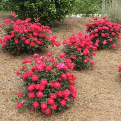Double Knock Out® Rose 11 Double Knock Out® Rose -Perennials Shop Red knockout rose 4