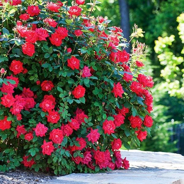 Double Knock Out® Rose 1 Double Knock Out® Rose