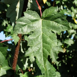 Redpointe® Maple 9 Redpointe® Maple -Perennials Shop Redpointe Maple 2