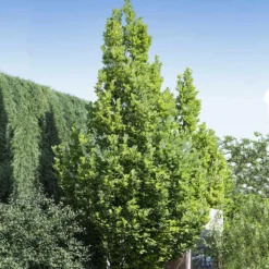 Regal Prince Oak Tree -Perennials Shop Regal Prince Oak 1