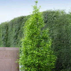 Regal Prince Oak Tree -Perennials Shop Regal Prince Oak 3