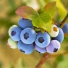 Reveille Blueberry Bush