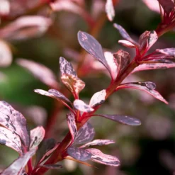 Rose Glow Barberry Shrub -Perennials Shop Rose GLow Barberry 1 FGT