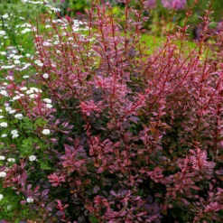 Rose Glow Barberry Shrub -Perennials Shop Rose GLow Barberry 3 FGT