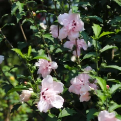 Pink Rose Of Sharon Althea Tree 5 Pink Rose Of Sharon Althea Tree -Perennials Shop Rose of Sharon Althea 3 FGT