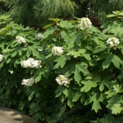 Ruby Slippers Hydrangea Shrub -Perennials Shop Ruby Slippers Hydrangea 2