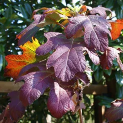 Ruby Slippers Hydrangea Shrub -Perennials Shop Ruby Slippers Hydrangea 3