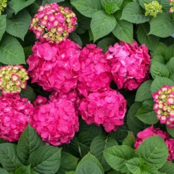Endless Summer® Summer Crush® Hydrangea -Perennials Shop SUmmer Crush Endless SUmmer Hydrangea 11 FGT