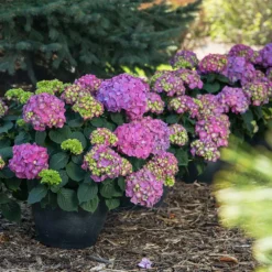 Endless Summer® Summer Crush® Hydrangea -Perennials Shop SUmmer Crush Endless SUmmer Hydrangea 9 FGT