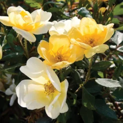 Sunny Knock Out® Rose Tree -Perennials Shop SUnny knockout Rose Tree 4 FGT