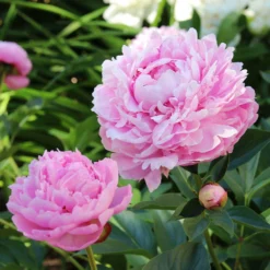 Sarah Bernhardt Peony 6 Sarah Bernhardt Peony -Perennials Shop Sarah Bernhardt Peony 5 FGT