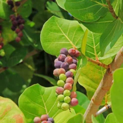 Sea Grape Bush -Perennials Shop Sea Gape 2