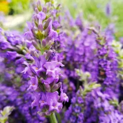 Sensational™ Lavender Plant 8 Sensational™ Lavender Plant -Perennials Shop Sensational Lavender 10