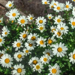 Becky Shasta Daisy -Perennials Shop Shasta Daisy Becky 2 FGT