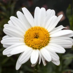 Becky Shasta Daisy -Perennials Shop Shasta Daisy Becky 4 FGT