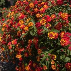 Shazam Lantana -Perennials Shop Shazam Lantana 2