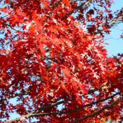 Shumard Oak Tree 7 Shumard Oak Tree -Perennials Shop Shumard Oak 3