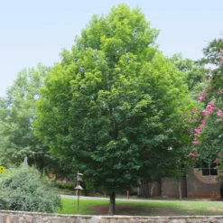 Silver Maple Tree 11 Silver Maple Tree -Perennials Shop Silver Maple Tree 6