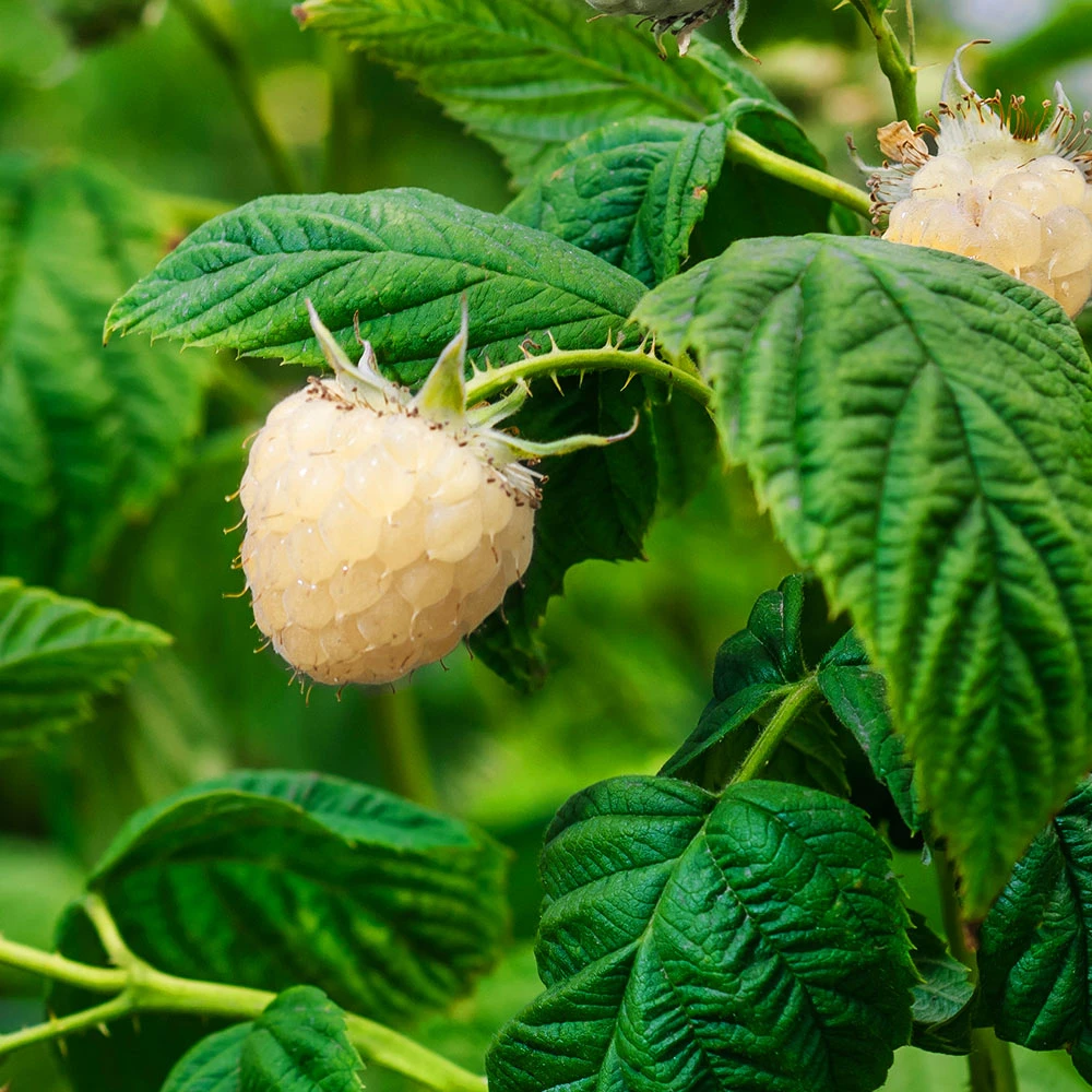 Snowbank White Blackberry Bush 4 Snowbank White Blackberry Bush - Image 4