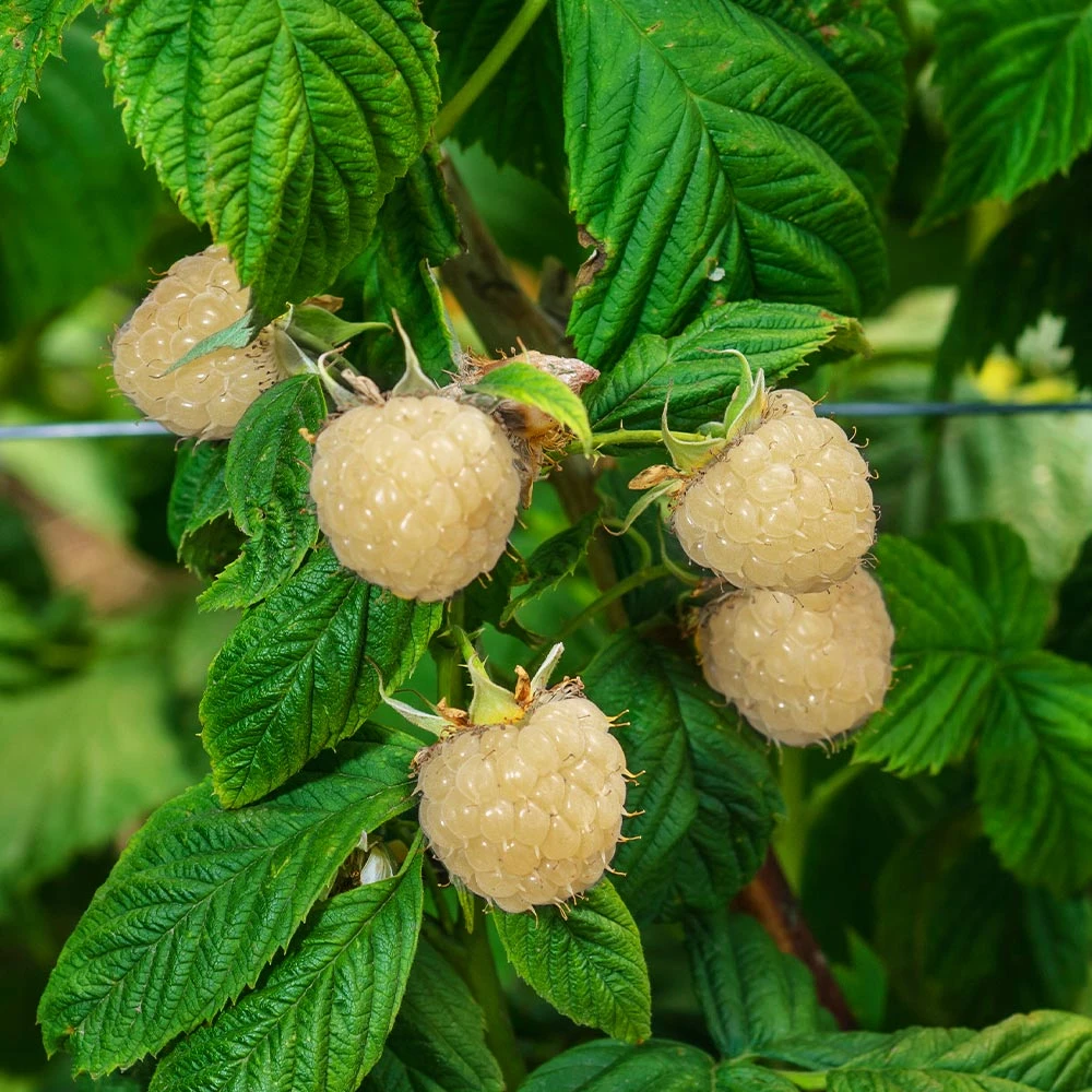 Snowbank White Blackberry Bush 3 Snowbank White Blackberry Bush - Image 3