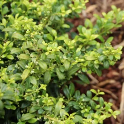 Soft Touch Holly Shrub 5 Soft Touch Holly Shrub -Perennials Shop Soft Touch Holly 4