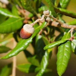 Live Oak Tree 8 Live Oak Tree -Perennials Shop Southern Live Oak FGT 1