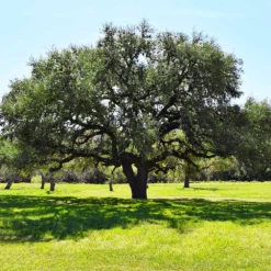 Live Oak Tree 7 Live Oak Tree -Perennials Shop Southern Live Oak FGT 3