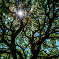 Live Oak Tree 9 Live Oak Tree -Perennials Shop Southern Live Oak FGT 4