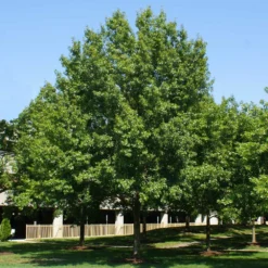 Southern Red Oak Tree 6 Southern Red Oak Tree -Perennials Shop Southern Red Oak 2
