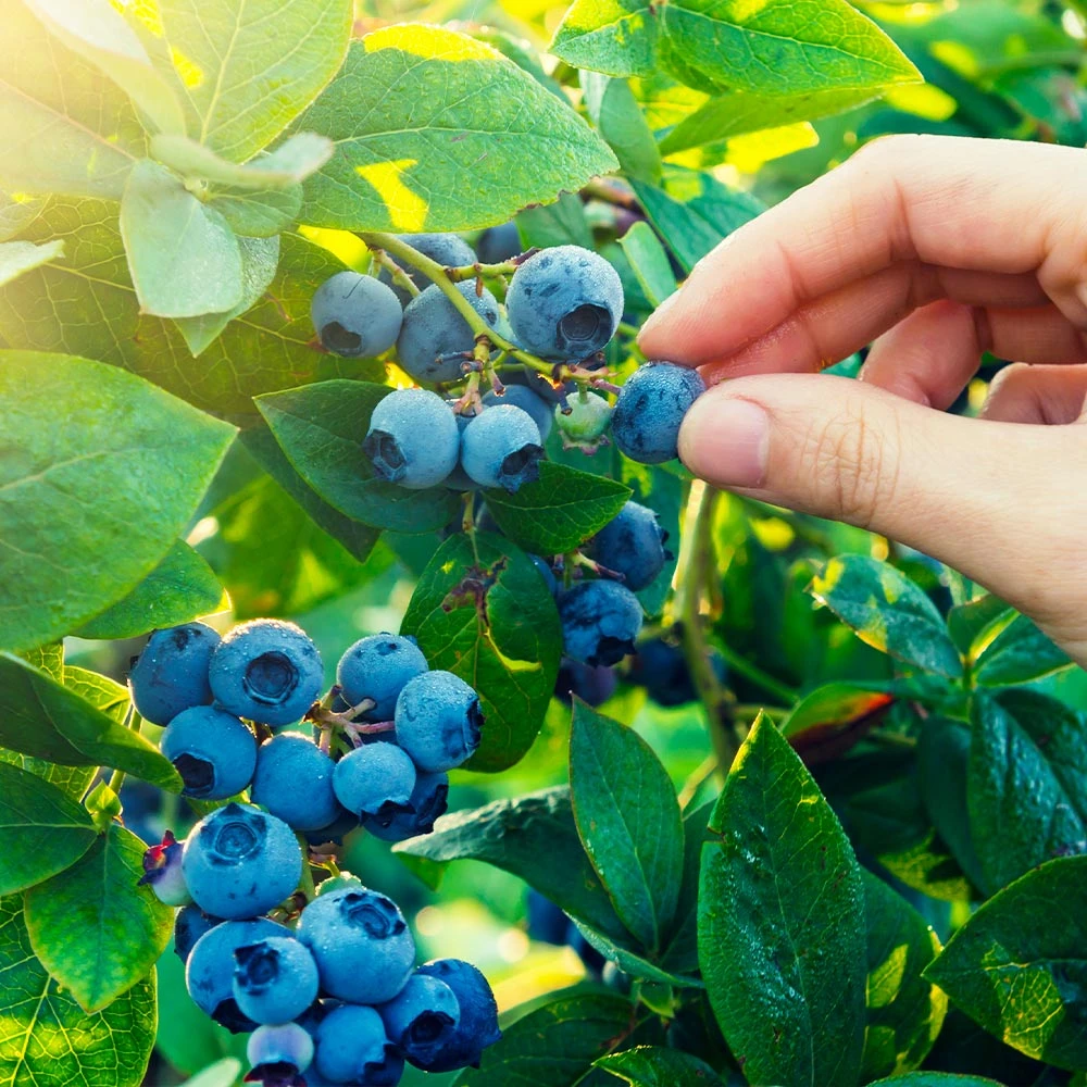 Spartan Blueberry Bush 2 Spartan Blueberry Bush - Image 2