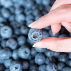 Spartan Blueberry Bush 9 Spartan Blueberry Bush -Perennials Shop Spartan Blueberry 5 FGT