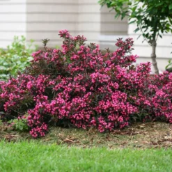 Spilled Wine® Weigela Shrub -Perennials Shop Spilled Wine Weigela 1 FGT