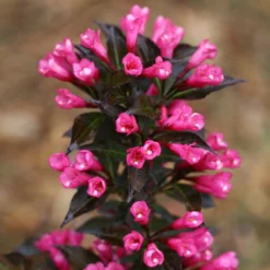 Spilled Wine® Weigela Shrub -Perennials Shop Spilled Wine Weigela 4 FGT